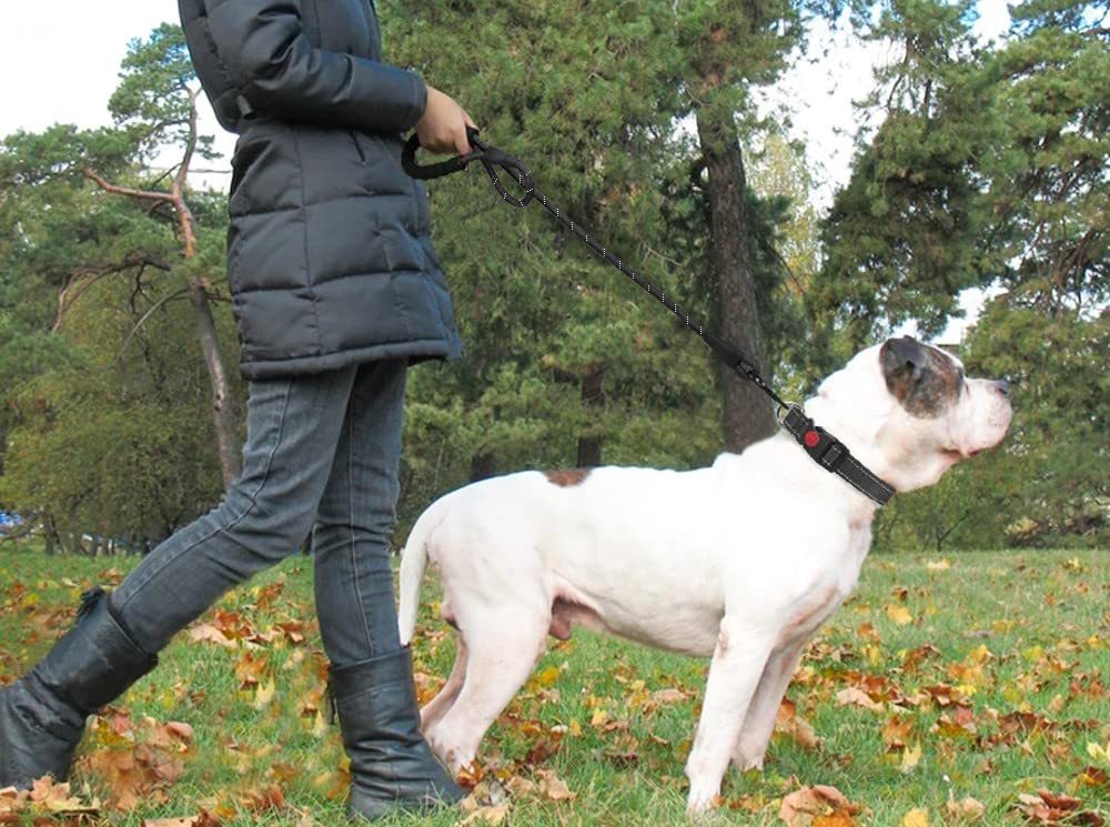 Laisse pour chiens Élasticité de course à la main